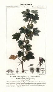 Gooseberry, Ribes uva-crispa