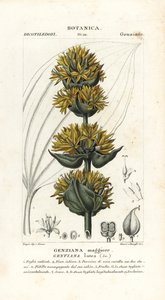 Great Yellow Gentian