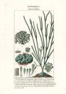 Green algae Spongodium species