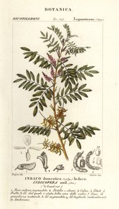Guatemalan indigo, Indigofera suffruticosa