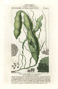 Gutweed or Grass Kelp by Stanghi Stanghi