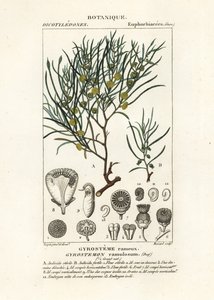Gyrostemon Ramulosus Tree by Stanghi Stanghi
