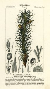 Haller’s Apple Moss, Bartramia halleriana