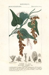 Himber Tree, Rajania Cordata