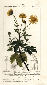 Indian chrysanthemum, Chrysanthemum indicum