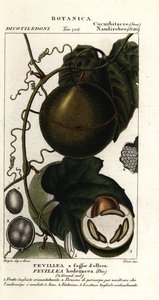 Javillo or Antidote Caccoon Fruit, Fevillea Cordifolia