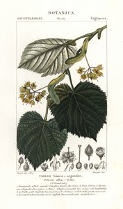 Lime tree or linden tree, Tilia alba by Stanghi Stanghi