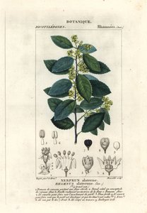 Mediterranean buckthorn, Rhamnus alaternus