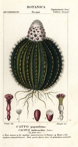 Melon Cactus