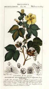 Mexican cotton