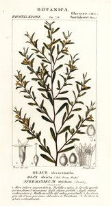 Olax stricta by Stanghi Stanghi