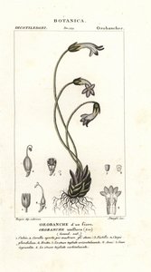 One-flowered broomrape