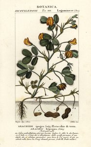 Peanut or Groundnut, Arachis hypogaea