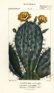 Prickly Pear