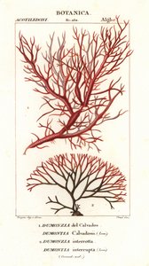 Red Algae Seaweeds