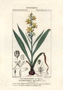 Red Root