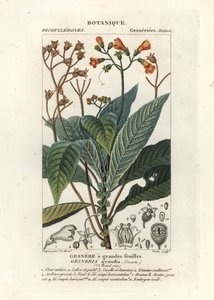 Rhytidophyllum Grande