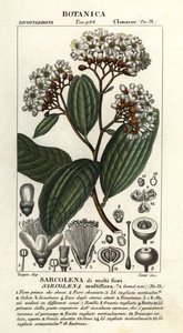 Sarcolaena Multiflora by Stanghi Stanghi