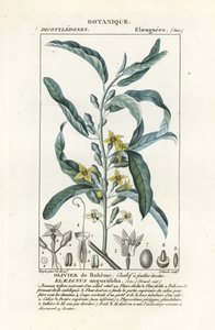 Silver Berry or Oleaster