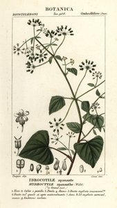 Spananthe paniculata, Hydrocotyle spananthe by Stanghi Stanghi
