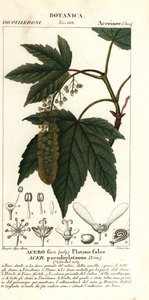 Sycamore maple or planetree maple