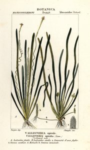 Tape grass or eel grass, Vallisneria spiralis by Stanghi Stanghi