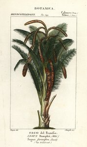 True sago palm by Stanghi Stanghi
