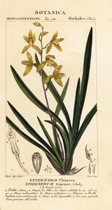 Wan Dai-fu Orchid, Cymbidium Sinense