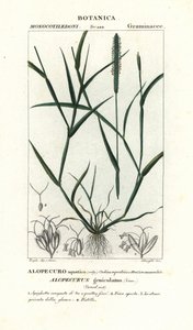 Water foxtail by Stanghi Stanghi
