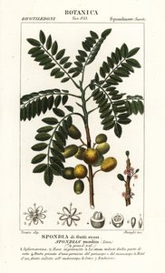 Yellow mombin or hog plum, Spondias monbin by Stanghi Stanghi