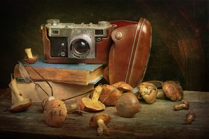 Vintage Camera and Mushrooms