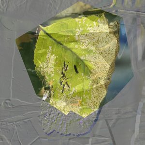 Abstract Green Leaf by Stefan Fransson