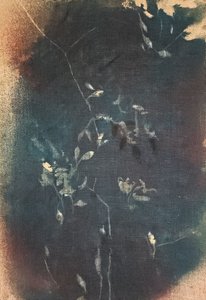 Dark Blue Botanicals