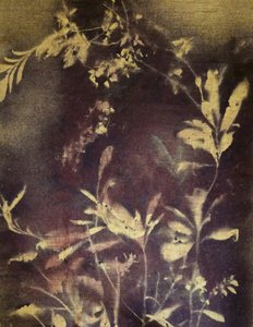 Dark Botanical Study