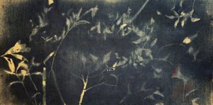 Indigo Botanical Study