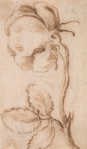 A Study of Pinks and Roses by Stefano della Bella
