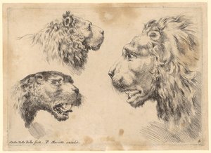 Three Lion Heads by Stefano della Bella