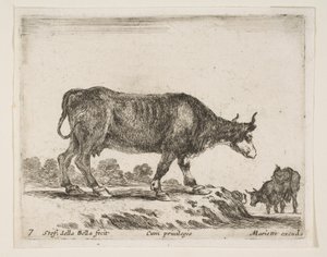 Plate 7: Ox, from Various Animals by Stefano della Bella