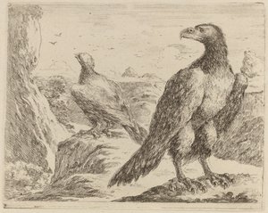 Two Eagles, Both with Heads Turned to the Left