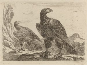 Two Eagles, Both with Heads Turned to the Right by Stefano della Bella