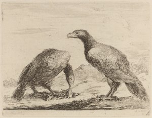 Two Eagles, One Eating a Small Lamb by Stefano della Bella