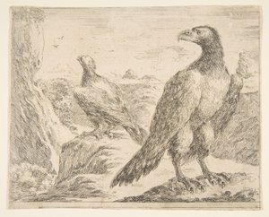 Two eagles, from Eagles Les aigles by Stefano della Bella