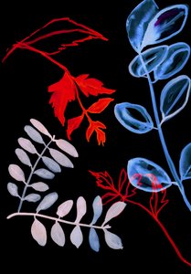 Night Flora IV