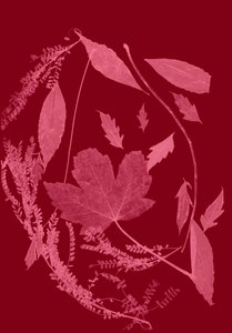 Red Foliage
