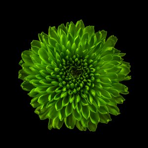 Chrysanthemum No. 01, 2020 by Steve Gallagher