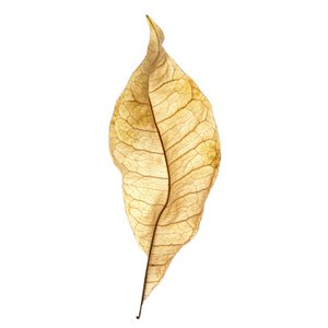 Leaf Study No. 01, 2020
