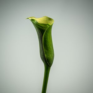 Single Green Calla Lily by Steve Gallagher