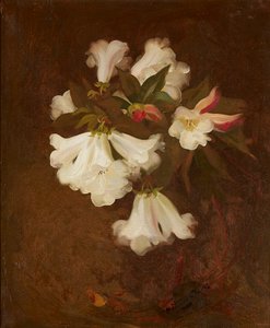 A Still Life of White Lilies