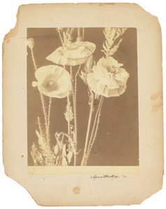 Poppies