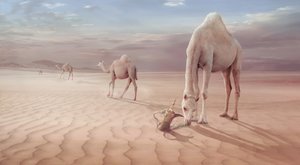 Arabian Desert Camels